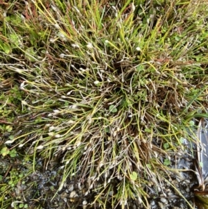 Isolepis crassiuscula at Cotter River, ACT - suppressed