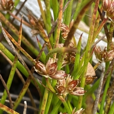 Juncus sandwithii (Alpine Joint-leaf Rush) at Namadgi National Park - 14 Apr 2023 by Tapirlord