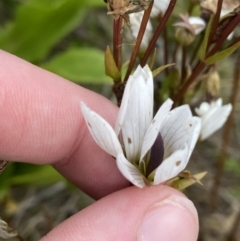 Gentianella muelleriana subsp. jingerensis (Mueller's Snow-gentian) at Cotter River, ACT - 14 Apr 2023 by Tapirlord