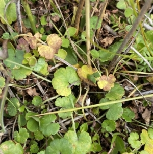 Hydrocotyle algida at Cotter River, ACT - 14 Apr 2023 01:26 PM