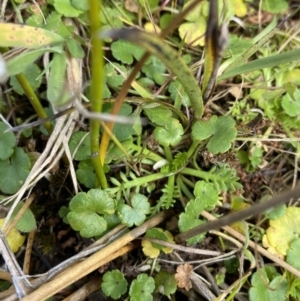 Hydrocotyle algida at Cotter River, ACT - 14 Apr 2023 01:26 PM