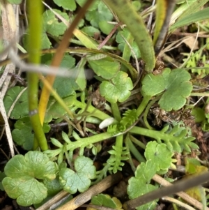 Cotula alpina at Cotter River, ACT - 14 Apr 2023