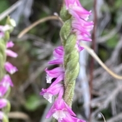 Spiranthes australis (Austral Ladies Tresses) at Namadgi National Park - 14 Apr 2023 by Tapirlord