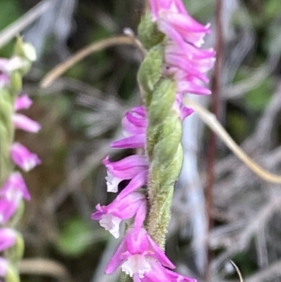 Spiranthes australis (Austral Ladies Tresses) at Namadgi National Park - 14 Apr 2023 by Tapirlord