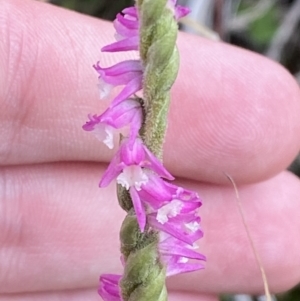 Spiranthes australis at Cotter River, ACT - 14 Apr 2023