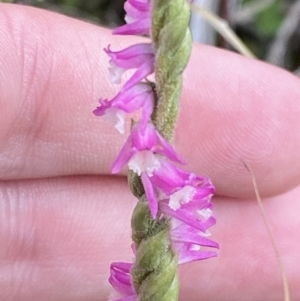 Spiranthes australis at Cotter River, ACT - 14 Apr 2023