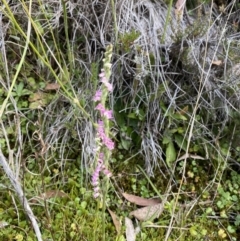 Spiranthes australis at Cotter River, ACT - 14 Apr 2023