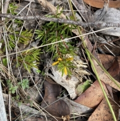 Persoonia chamaepeuce (Dwarf Geebung) at Namadgi National Park - 14 Apr 2023 by Tapirlord