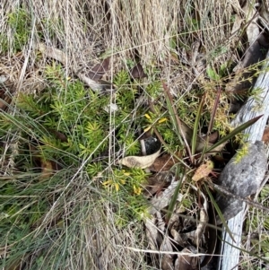 Persoonia chamaepeuce at Cotter River, ACT - 14 Apr 2023