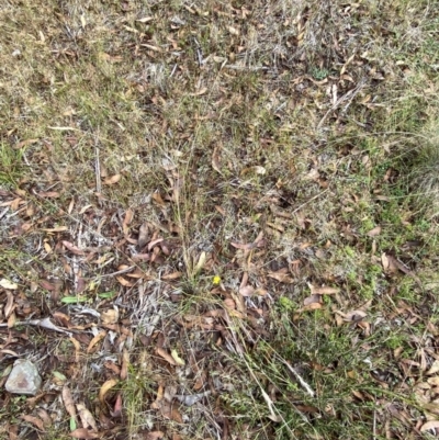 Rytidosperma penicillatum (Slender Wallaby Grass) at Namadgi National Park - 14 Apr 2023 by Tapirlord