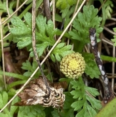 Leptinella filicula (Mountain Cotula) at Namadgi National Park - 14 Apr 2023 by Tapirlord