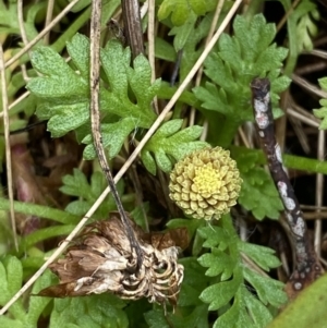 Leptinella filicula at Cotter River, ACT - 14 Apr 2023