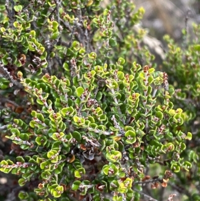 Bossiaea foliosa (Leafy Bossiaea) at Cotter River, ACT - 14 Apr 2023 by Tapirlord