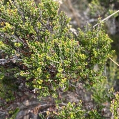 Bossiaea foliosa at Cotter River, ACT - 14 Apr 2023 12:12 PM