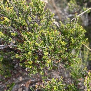 Bossiaea foliosa at Cotter River, ACT - 14 Apr 2023 12:12 PM