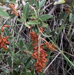 Grevillea diminuta at Namadgi National Park - 14 Apr 2023 by Tapirlord