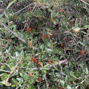 Grevillea diminuta at Cotter River, ACT - 14 Apr 2023