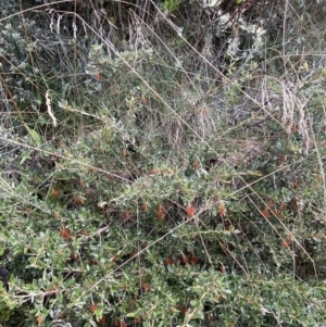 Grevillea diminuta at Cotter River, ACT - 14 Apr 2023