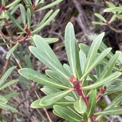 Tasmannia xerophila subsp. xerophila (Alpine Pepperbush) at Namadgi National Park - 14 Apr 2023 by Tapirlord