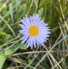 Brachyscome scapigera (Tufted Daisy) at Namadgi National Park - 14 Apr 2023 by Tapirlord