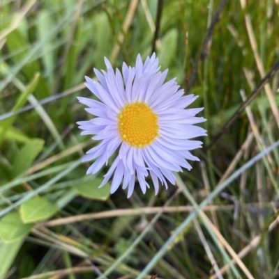 Brachyscome scapigera (Tufted Daisy) at Namadgi National Park - 14 Apr 2023 by Tapirlord