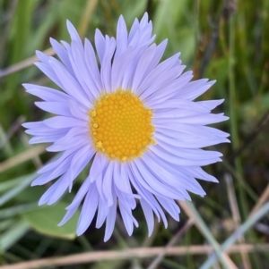 Brachyscome scapigera at Cotter River, ACT - 14 Apr 2023