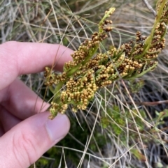 Botrychium australe (Austral Moonwort) at Cotter River, ACT - 14 Apr 2023 by Tapirlord