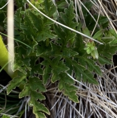 Botrychium australe at Cotter River, ACT - 14 Apr 2023