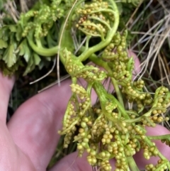 Botrychium australe at Cotter River, ACT - 14 Apr 2023