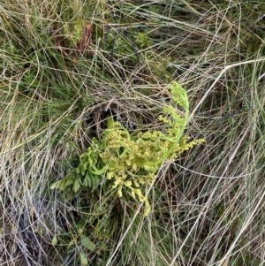 Botrychium australe at Cotter River, ACT - 14 Apr 2023