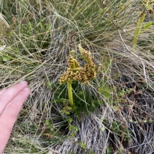 Botrychium australe at Cotter River, ACT - 14 Apr 2023