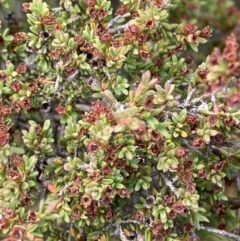 Baeckea gunniana (Alpine Baeckea) at Namadgi National Park - 14 Apr 2023 by Tapirlord