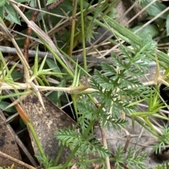 Oreomyrrhis eriopoda at Cotter River, ACT - 14 Apr 2023