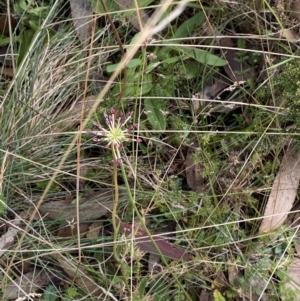 Oreomyrrhis eriopoda at Cotter River, ACT - 14 Apr 2023 10:45 AM