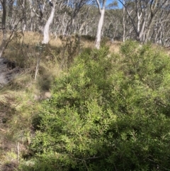 Persoonia subvelutina at Namadgi National Park - 14 Apr 2023 by Tapirlord