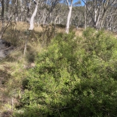 Persoonia subvelutina at Cotter River, ACT - 14 Apr 2023 by Tapirlord