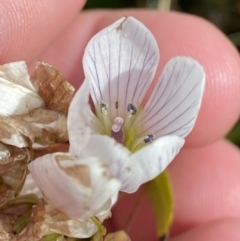 Gentianella muelleriana subsp. jingerensis (Mueller's Snow-gentian) at Namadgi National Park - 14 Apr 2023 by Tapirlord