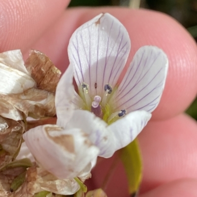 Gentianella muelleriana subsp. jingerensis (Mueller's Snow-gentian) at Cotter River, ACT - 14 Apr 2023 by Tapirlord