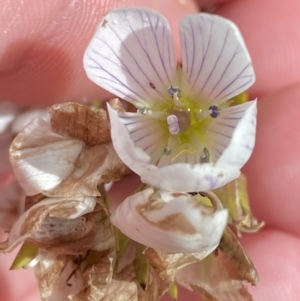 Gentianella muelleriana subsp. jingerensis at Cotter River, ACT - 14 Apr 2023