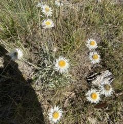 Leucochrysum alpinum (Alpine Sunray) at Cotter River, ACT - 14 Apr 2023 by Tapirlord