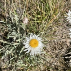 Leucochrysum alpinum at Cotter River, ACT - 14 Apr 2023