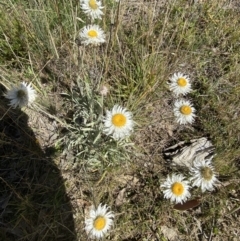 Leucochrysum alpinum at Cotter River, ACT - 14 Apr 2023