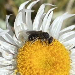 Lasioglossum (Chilalictus) sp. (genus & subgenus) (Halictid bee) at Namadgi National Park - 14 Apr 2023 by Tapirlord
