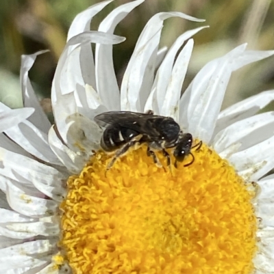 Lasioglossum (Chilalictus) sp. (genus & subgenus) (Halictid bee) at Cotter River, ACT - 14 Apr 2023 by Tapirlord