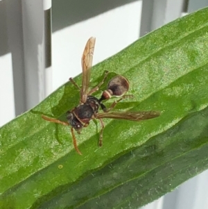 Ropalidia plebeiana at Spence, ACT - 23 May 2023