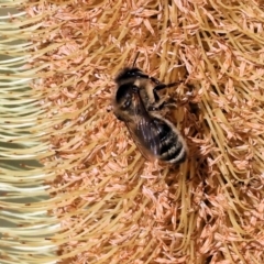 Apis mellifera at Wodonga, VIC - 15 May 2023 by KylieWaldon