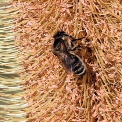 Apis mellifera at Wodonga, VIC - 15 May 2023 by KylieWaldon