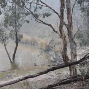 Microcarbo melanoleucos at Fisher, ACT - 23 May 2023