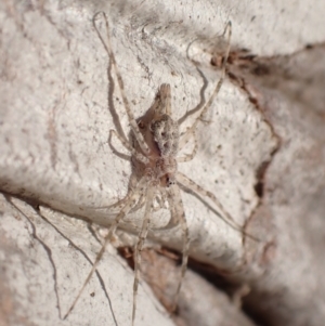 Tamopsis sp. (genus) at Murrumbateman, NSW - 23 May 2023 03:43 PM