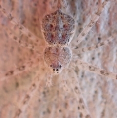 Tamopsis sp. (genus) at Murrumbateman, NSW - 23 May 2023 03:43 PM